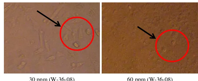 Gambar 8 Sel uji T47D setelah perlakuan ekstrak kasar W-19-08 pada konsentrasi 30 ppm dan 60 ppm (morfologi sel uji T47D yang berubah ditunjukkan dalam lingkaran merah)