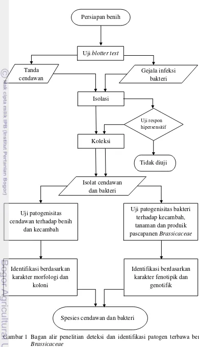 Gambar 1  Bagan alir penelitian deteksi dan identifikasi patogen terbawa benih 