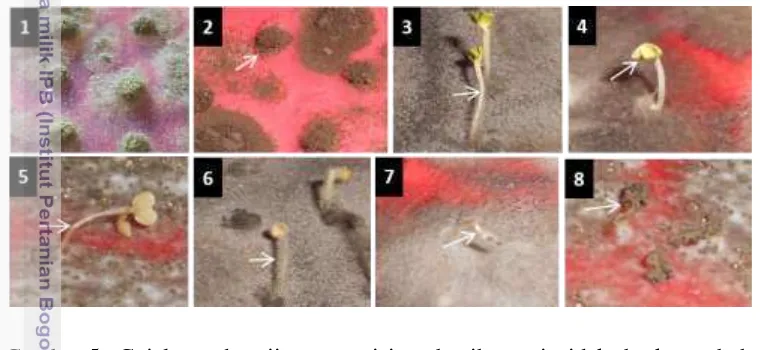 Gambar 5  Gejala pada uji patogenisitas benih mati tidak berkecambah 