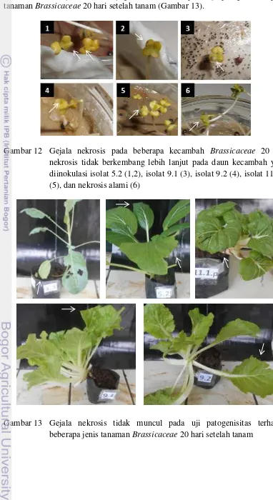 Gambar 12 Gejala nekrosis pada beberapa kecambah Brassicaceae 20 hsi: 