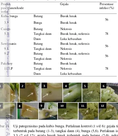 Tabel 7  Uji patogenisitas bakteri pada produk pascapanen Brassicaceae 