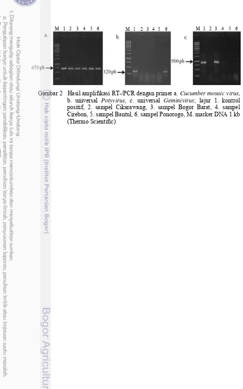 Gambar 2   Hasil amplifikasi RT-/PCR dengan primer a. Cucumber mosaic virus, 
