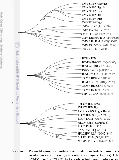 Gambar 3   Pohon filogenetika  berdasarkan runutan nukleotida  virus-virus isolat 