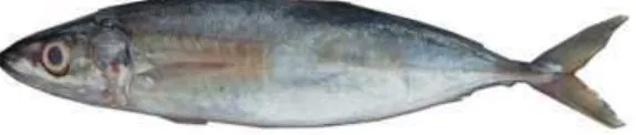 Gambar 1.1 Ikan layang (Decapterus spp.) (Asikin, 1971). 