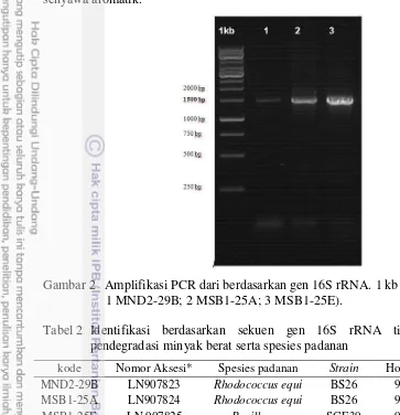 Gambar 2   Amplifikasi PCR dari berdasarkan gen 16S rRNA. 1 kb marker DNA;          
