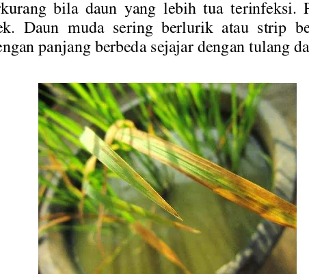Gambar 1  Gejala serangan penyakit tungro pada tanaman padi dengan gejala menguning pada daun (Dokumentasi pribadi)  