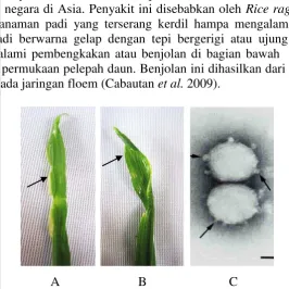 Gambar 3  Gejala serangan Rice ragged stunt virus pada tanaman padi. tepi tanaman padi menjadi bergerigi (A), ujung tanaman padi memutar (B) (Dokumentasi pribadi), Partikel RRSV dilihat melalui mikroskop elektron (C) (Chen et al.1997) 