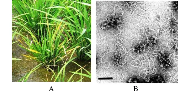 Gambar 4  Gejala penyakit kerdil rumput  pada rumpun tanaman padi yang menunjukkan perubahan warna daun menjadi hijau pucat hingga kuning (A) (Dokumentasi pribadi), Hasil pemurnian RGSV 2 dengan pewarnaan uranil asetat, ukuran 100nm (B) (Hibino 1985) 