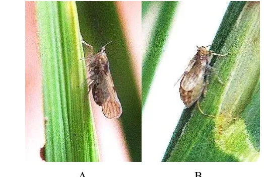 Gambar 5  Imago N. lugens bersayap panjang (Makroptera) (A), Imago N. lugens 