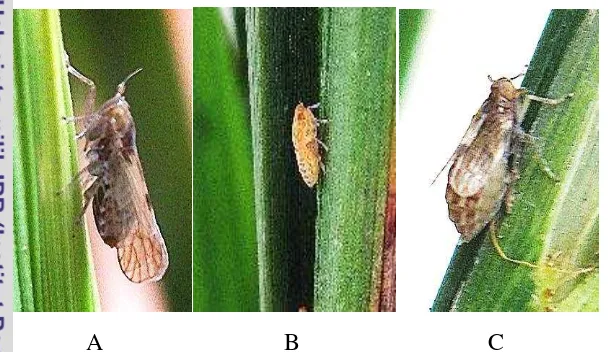 Gambar 8 Wereng batang cokelat  stadia imago makroptera (A), stadia nimfa (B), dan imago brakhiptera (C)  