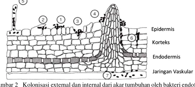Gambar 2  Kolonisasi external dan internal dari akar tumbuhan oleh bakteri endofit  dapat terjadi secara: 1) acak di atas permukaan akar, 2) dibawah sel epidermis yang rusak, 3) berasosiasi dengan luka tumbuhan, 4) pada tempat pembentukan akar lateral, 5) secara intraseluler di sel epidermis akar termasuk rambut akar, 6) secara interseluler di dalam korteks akar atau 7) berasosiasi dengan jaringan vaskuler (Hallmann 2001) 