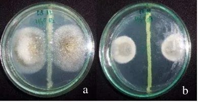 Tabel 7 Pengaruh bakteri endofit terhadap pertumbuhan P. oryzae in vitro 