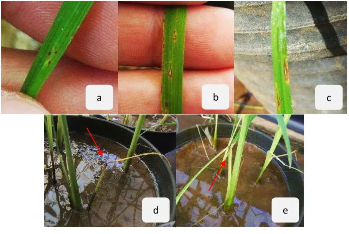 Gambar 8 Gejala penyakit blas pada tanaman padi: gejala awal blas daun (skor 1-3), b) gejala blas daun untuk perlakuan kontrol (skor 4-6), c) gejala blas daun untuk perlakuan kontrol (skor 7-9), d) dan e) gejala blas node untuk perlakuan kontrol 