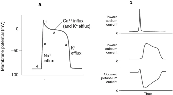 Figure 1. Myocardium cell’s resting potential is determined by the equilibrium between concentration gap dan electrostatic force of K+ 