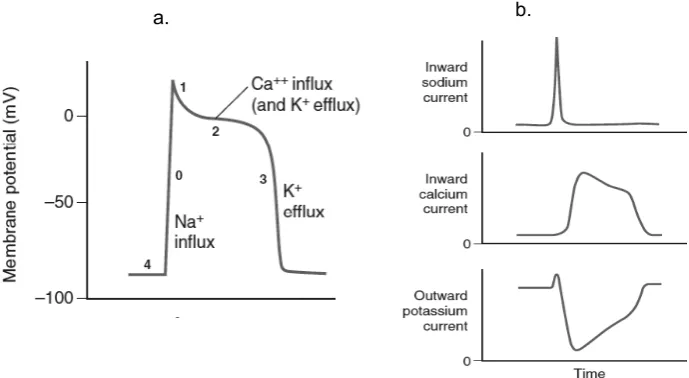 Figure 1. Myocardium cell’s resting potential is determined by the equilibrium between concentration gap dan electrostatic force of K+ 