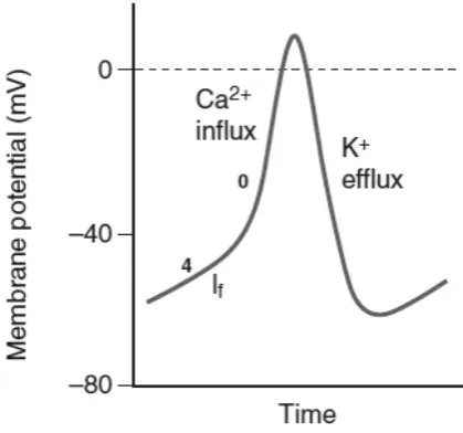 Figure 3. Pacemaker cell’s acting potential. Taken from Lin et al.,(2011)1