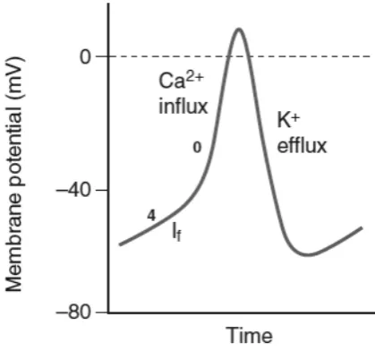 Figure 3. Pacemaker cell’s acting potential. Taken from Lin et al.,(2011)1