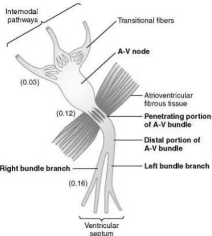 Figure  5. The heart’s impulse transmition. Taken from Hall (2011)3