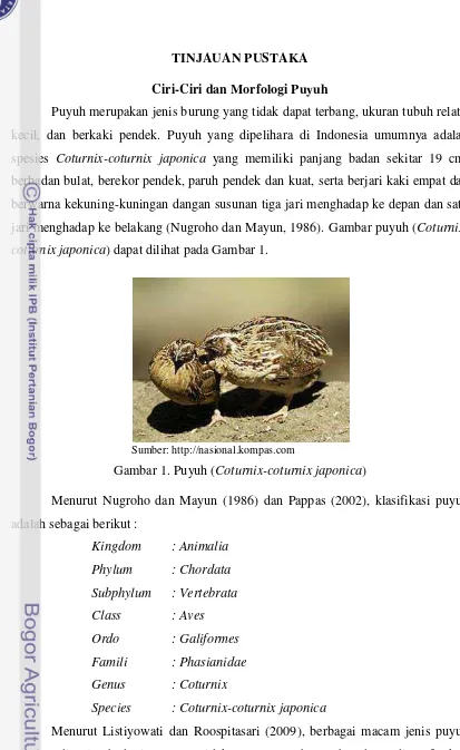 Gambar 1. Puyuh (Coturnix-coturnix japonica) 
