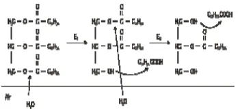 Gambar 10 Reaksi hidrolisis enzimatis spesifik