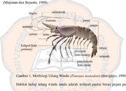 Gambar 1. Morfologi Udang Windu (Paneaus monodon) (Suwignyo, 1990). 
