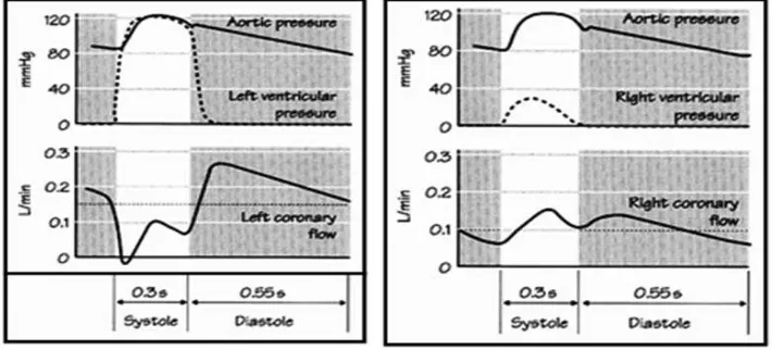 Figure 2. Phasic changes of the coronary blood ﬂ ow during systolic and diastolic phase – an effect of heart muscle compression (Source : Klabunde, 2012)
