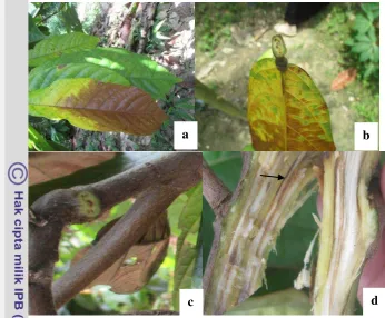 Gambar 2 Gejala Penyakit VSD pada tanaman kakao, daun klorosis berwarna 