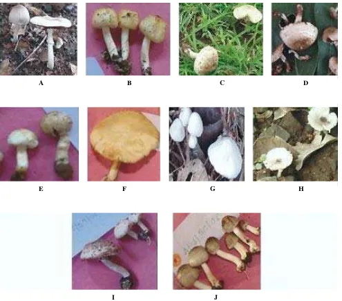 Figure 3. Plates of ten different Agaricus species collected from wild in Central India