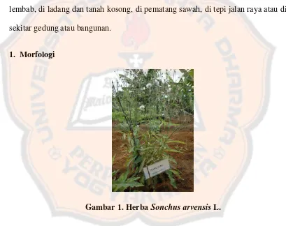 Gambar 1. Herba Sonchus arvensis L. 