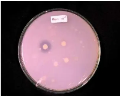Gambar 8  Antibiosis oleh (a) cendawan dan (b) bakteri 