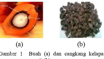 Gambar 1  Buah (a) dan cangkang kelapa 