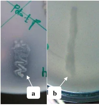 Gambar 6  Uji bakteri endofit dalam melarutkan fosfat setelah 4 hari masa 
