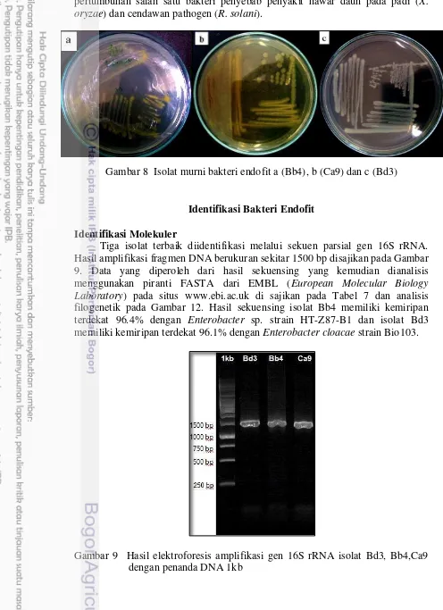Gambar 8  Isolat murni bakteri endofit a (Bb4), b (Ca9) dan c (Bd3) 