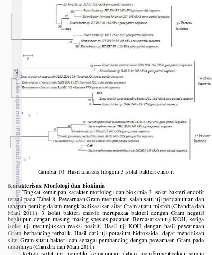 Gambar 10  Hasil analisis filogeni 3 isolat bakteri endofit 