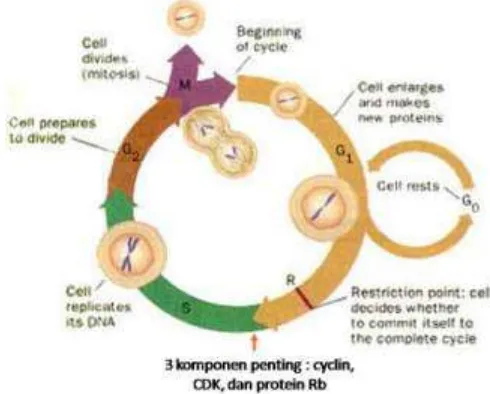 Gambar 1. Siklus sel (Ismono & Anggono, 2009). 
