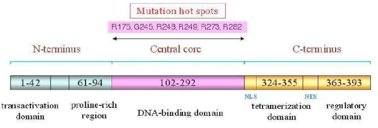 Gambar 2. Urutan spesifik (sequence-specific) protein p53. Domain inti (central core) merupakan bagian yang berhubungan langsung dengan DNA