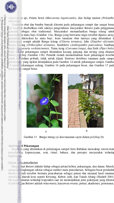 Gambar 13   Bunga telang (a) dan tanaman sayur dalam polybag (b) 