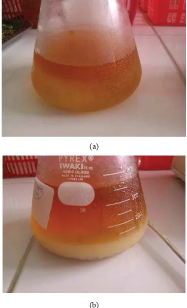 Fig 6. Pectin obtained from microwave assisted extraction with acid solution of: (a) hydrochloric acid, (b) sulfuric acid 