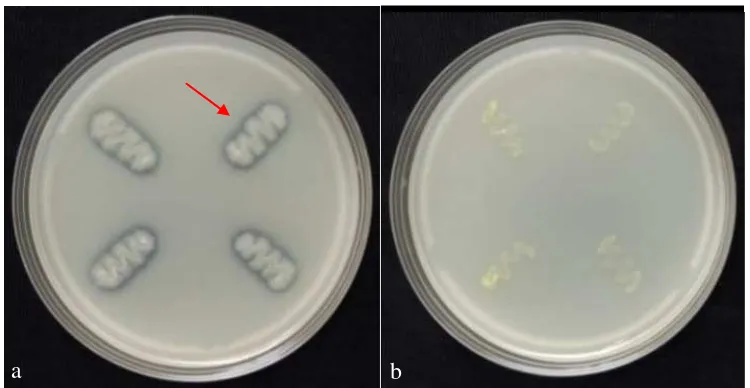 Gambar 7  Uji aktivitas kitinolitik. (a) Bacillus sp. AA2 membentuk zona bening,       (b) isolat MSJ tidak membentuk zona bening 