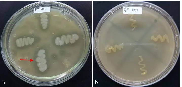 Gambar 8   Uji aktivitas proteolitik. (a) Bacillus sp. AA2 membentuk zona bening,        (b) isolat MSJ tidak membentuk zona bening 