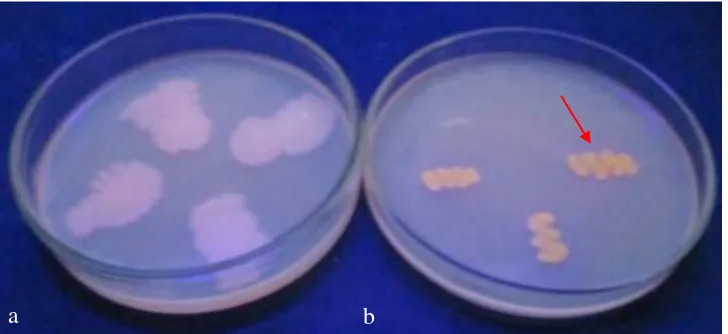 Gambar 9  Uji aktivitas lipolitik. (a) Bacillus sp. AA2 tidak membentuk pendaran berwarna oranye, (b) isolat MSJ membentuk pendaran berwarna oranye kekuningan 
