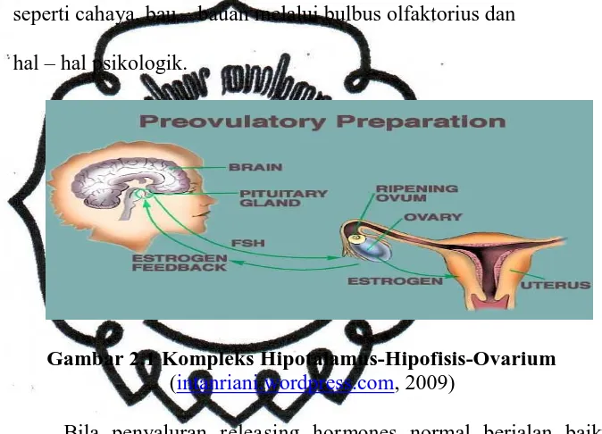 Gambar 2.1 Kompleks Hipotalamus-Hipofisis-Ovarium  (intanriani.wordpress.com, 2009) 