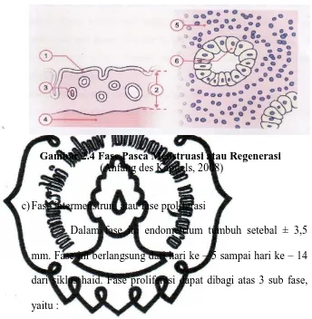 Gambar 2.4 Fase Pasca Menstruasi atau Regenerasi  (Anfang des Kapitels, 2008) 