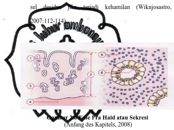 Gambar 2.6 Fase Pra Haid atau Sekresi   (Anfang des Kapitels, 2008) 