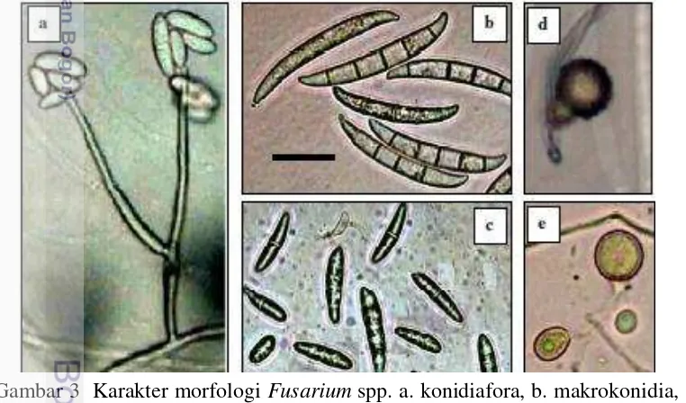 Gambar 3  Karakter morfologi Fusarium spp. a. konidiafora, b. makrokonidia, 