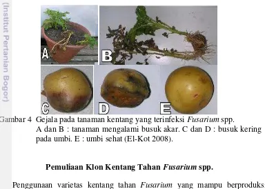 Gambar 4  Gejala pada tanaman kentang yang terinfeksi Fusarium spp. 