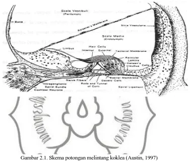 Gambar 2.1. Skema potongan melintang koklea (Austin, 1997) 