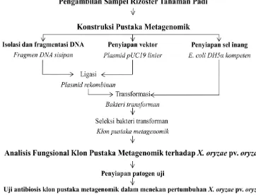 Gambar 1  Diagram alir penelitian Konstruksi dan Analisis Pustaka Metagenomik yang Mengekspresikan Senyawa Bioaktif untuk Mengendalikan             X