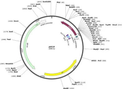 Gambar 2 Peta struktur dan genetic plasmid pUC19 (http://www.snapgene.com /resources/ plasmid_files/basic_cloning_vectors/pUC19) 