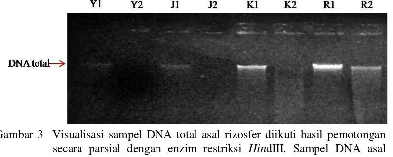 Gambar 3  Visualisasi sampel DNA total asal rizosfer diikuti hasil pemotongan secara parsial dengan enzim restriksi HindIII